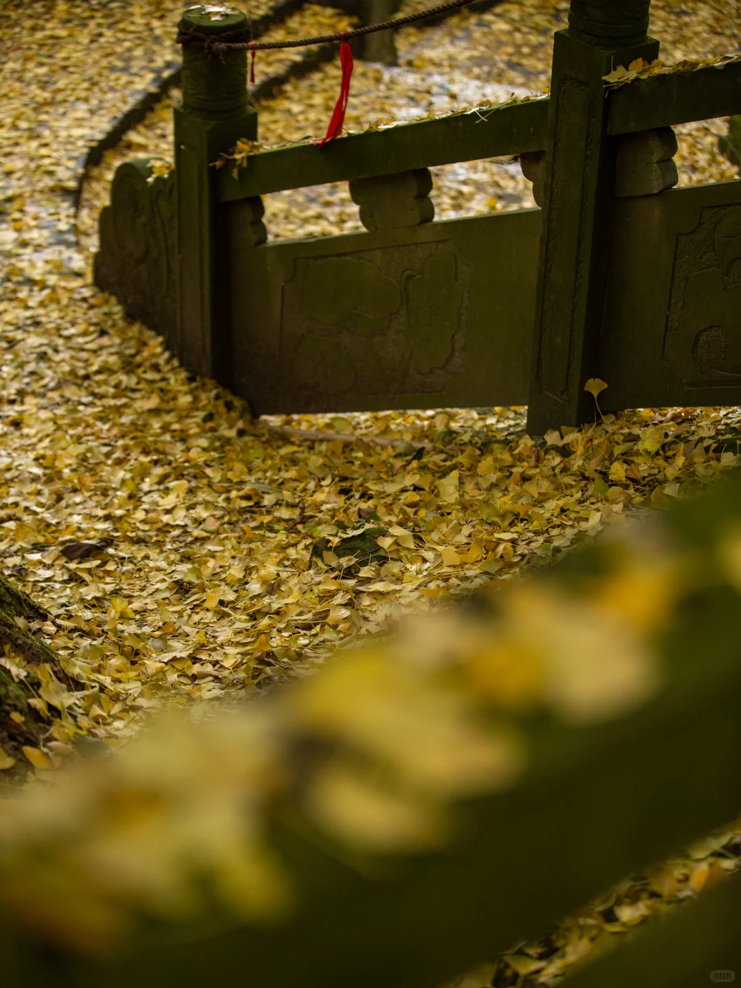 11.11实拍！灵岩寺的银杏浓度已100%！！