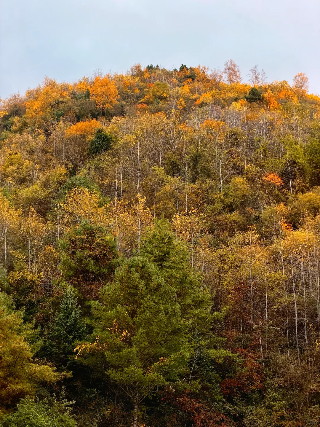 春秋假活动来啦！一起来牛背山赏彩林观雪山