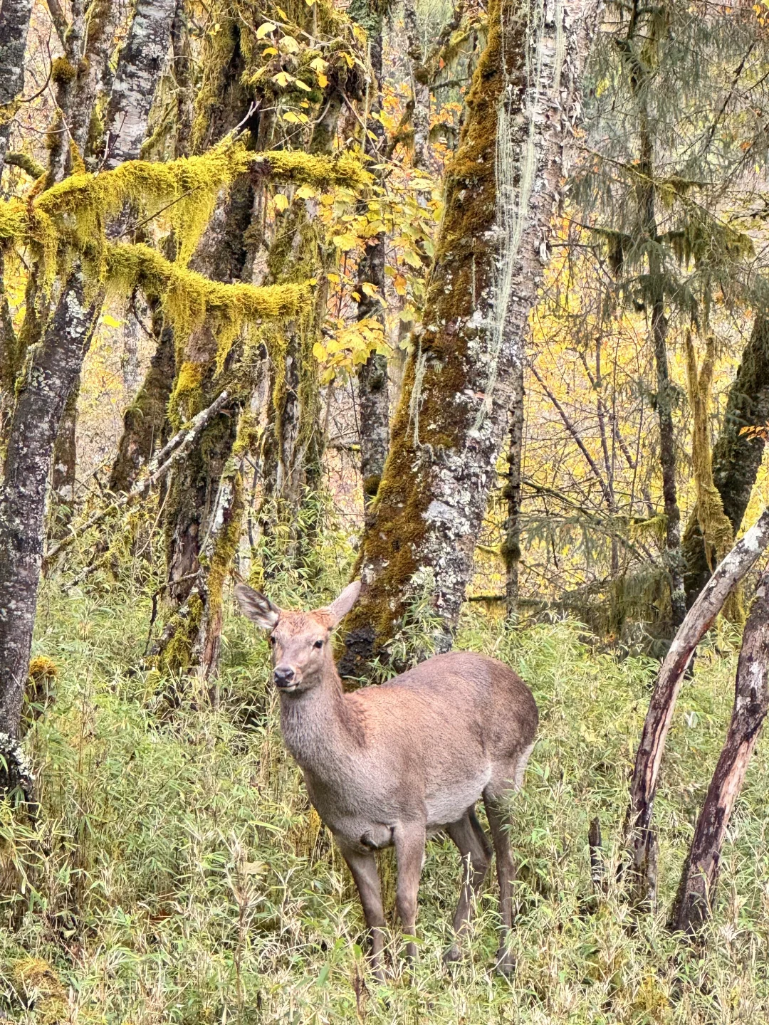 喇叭河的藏酋猴🐒 水鹿🦌 小熊猫