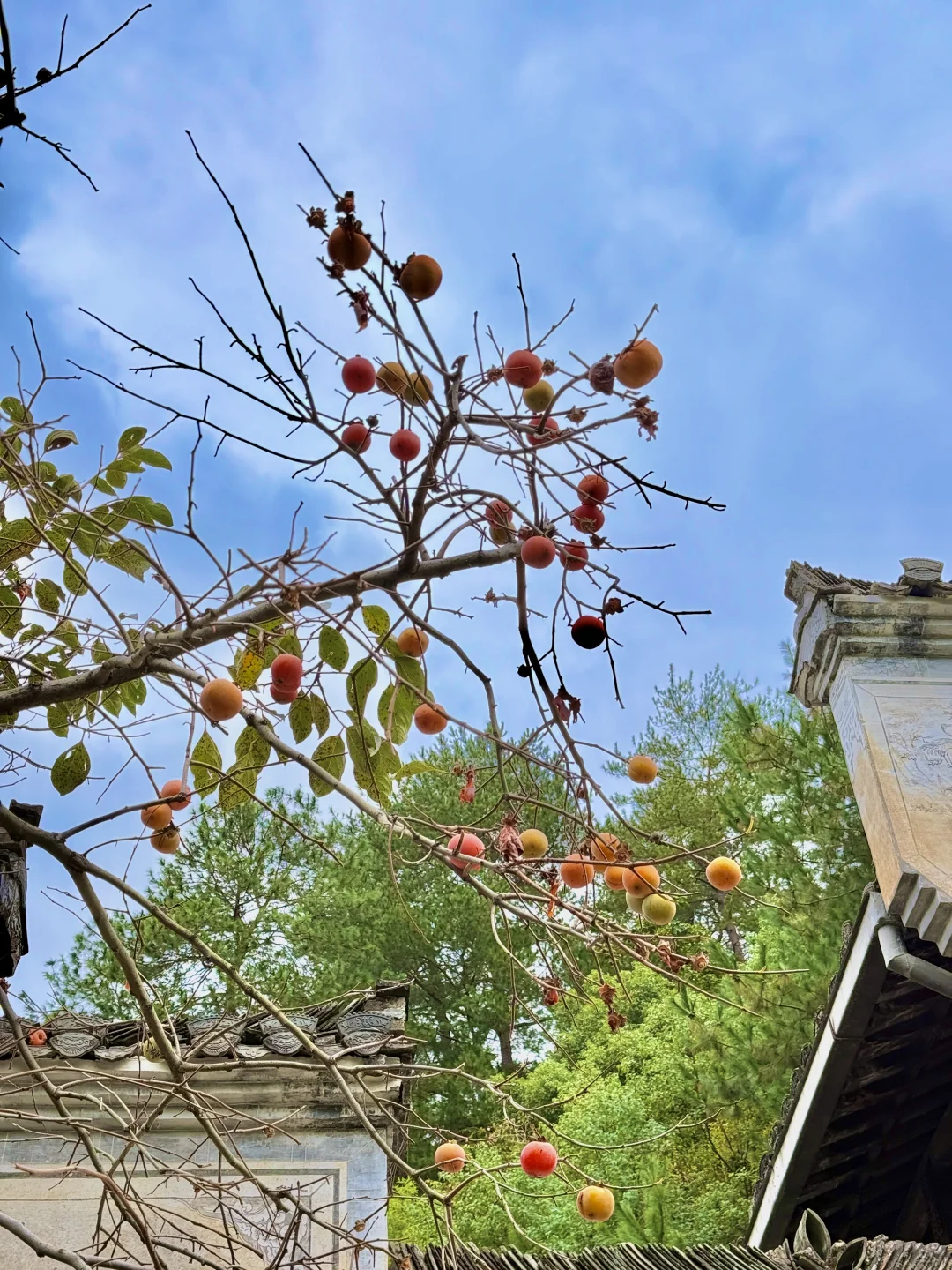 🍂篁岭秋天实况!18张图放不下太美了(附攻略