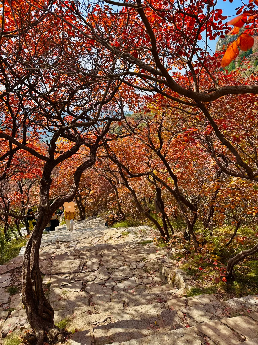 10.27实况！！石门坊红叶浓度已达99.999%