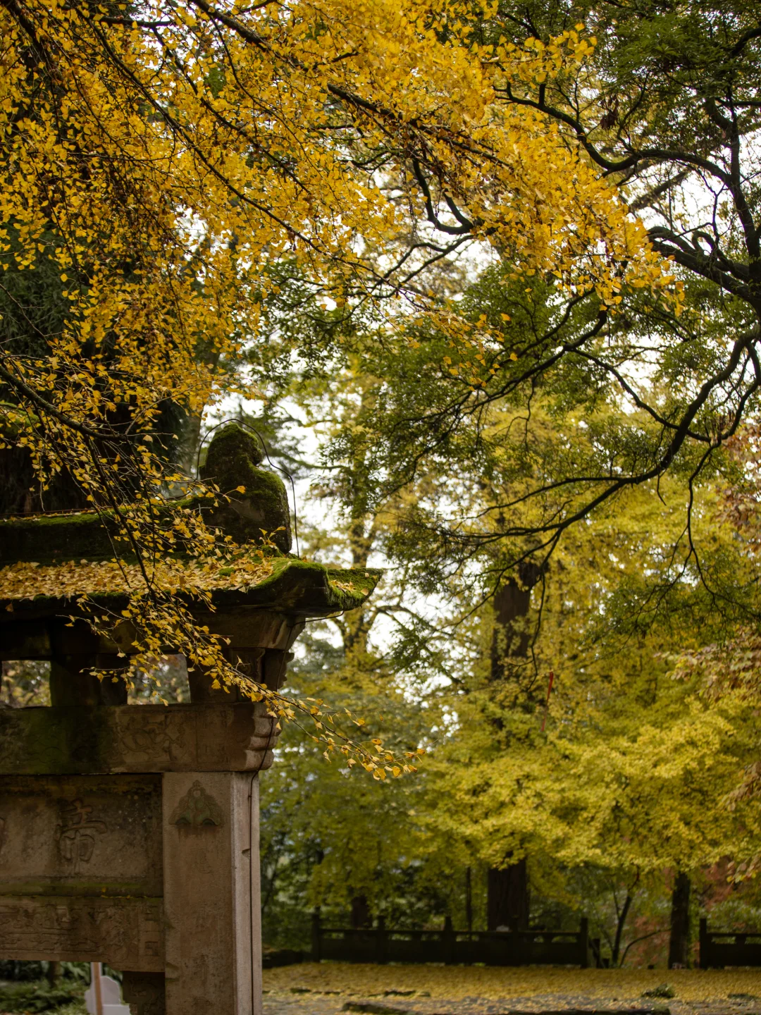 11.11实拍！灵岩寺的银杏浓度已100%！！