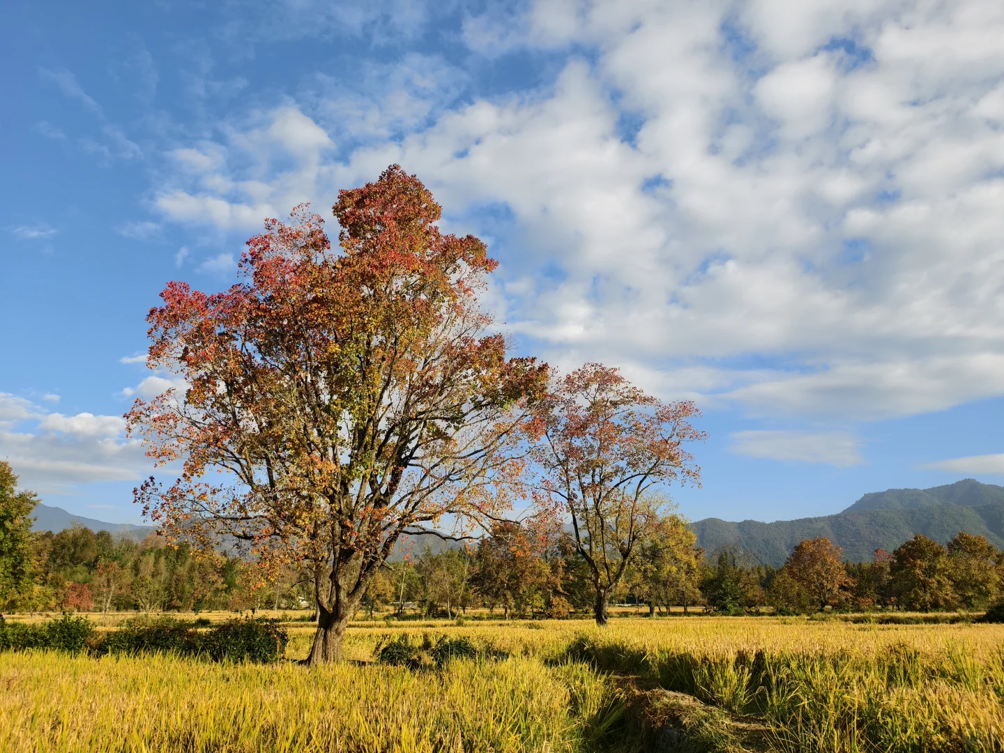 塔川的秋色美翻天～手机原图直出
