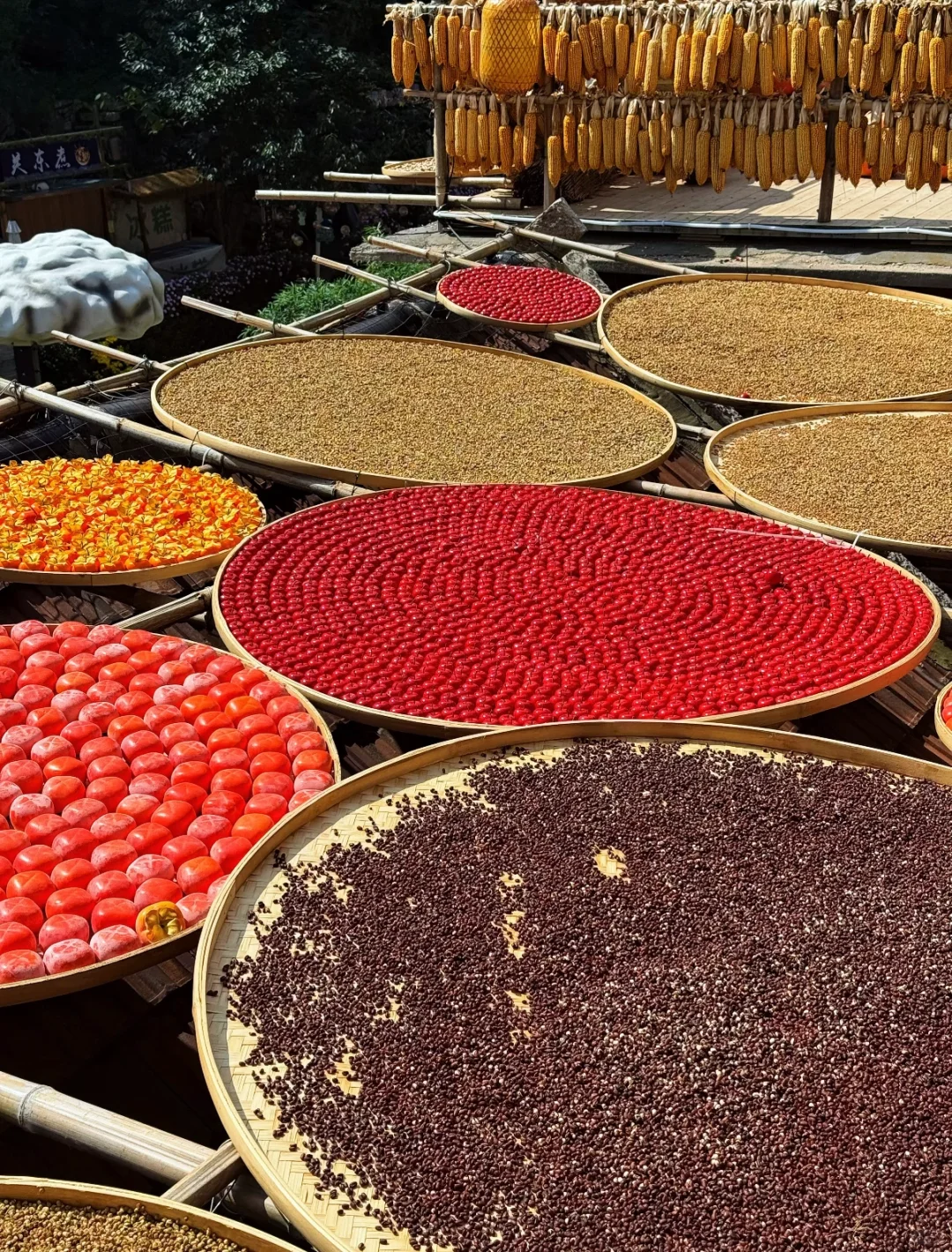 淄博 | 山东“小婺源”的秋天🍂🍁
