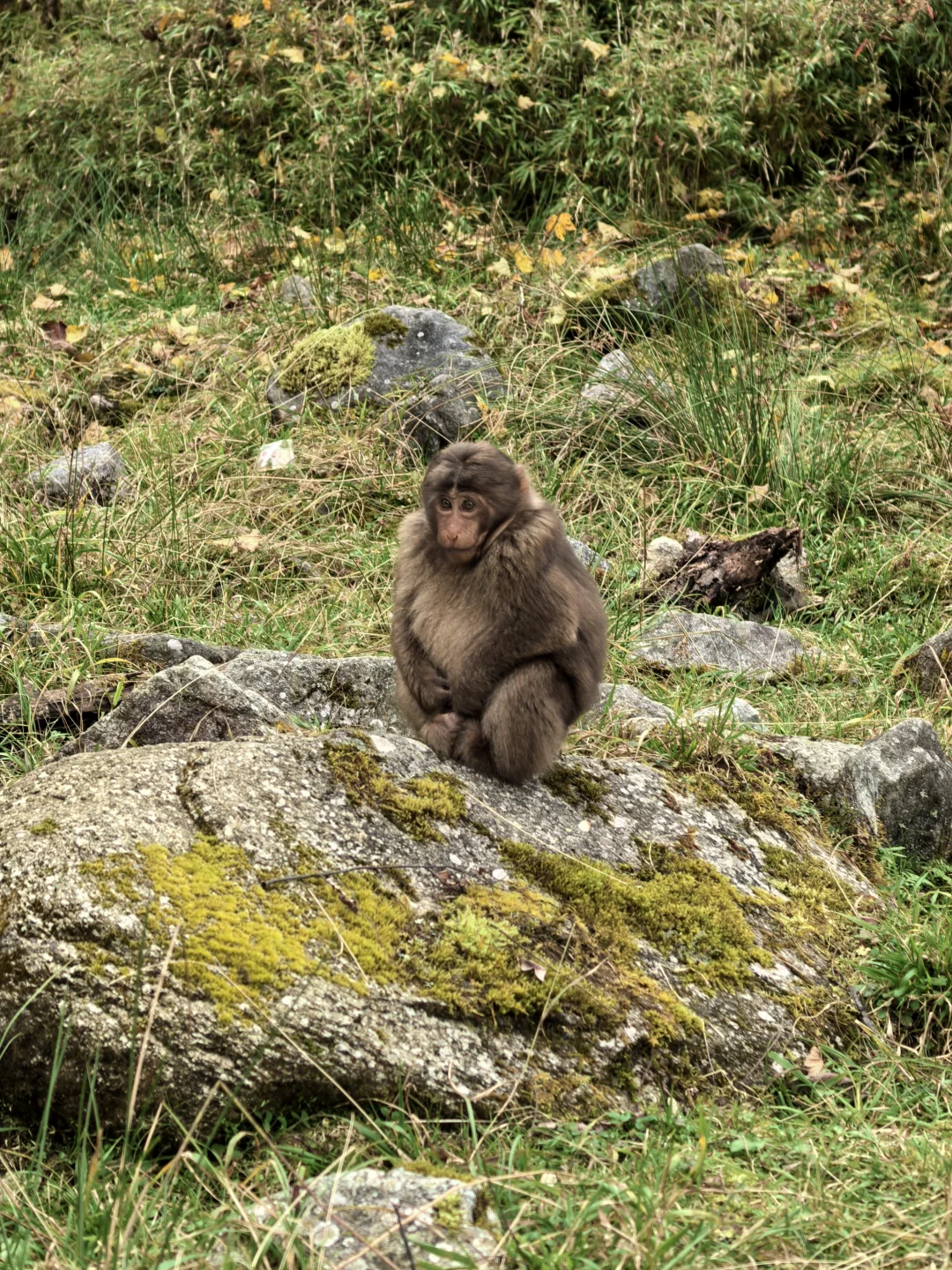 喇叭河的藏酋猴🐒 水鹿🦌 小熊猫