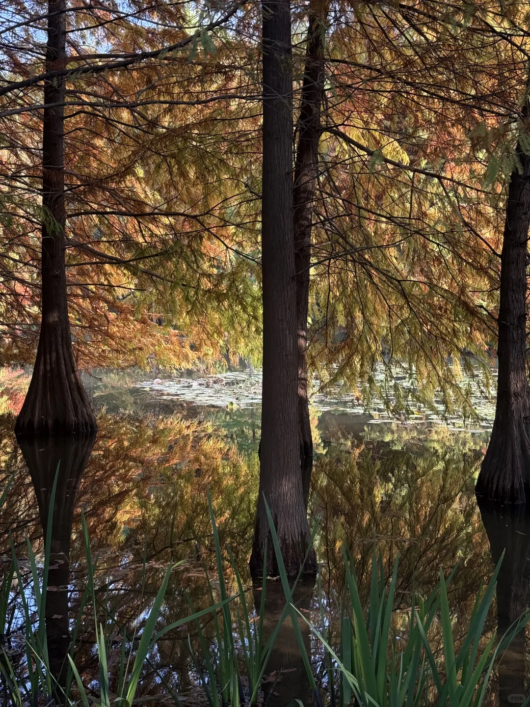 迷失在南京盛大的秋天里