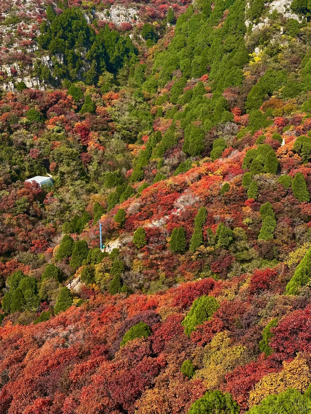 10.27实况！！石门坊红叶浓度已达99.999%