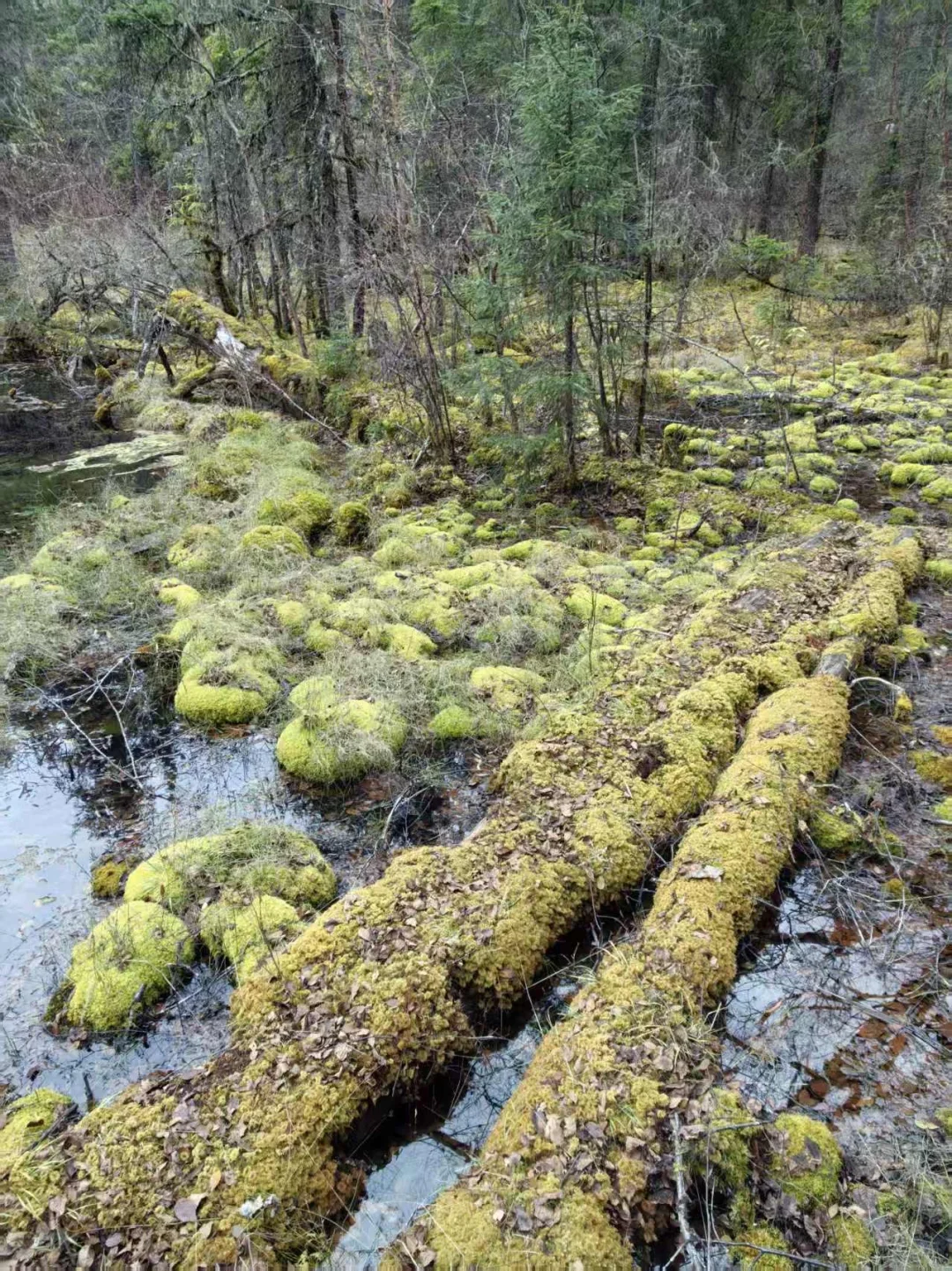 九寨沟县神仙池景区（二）