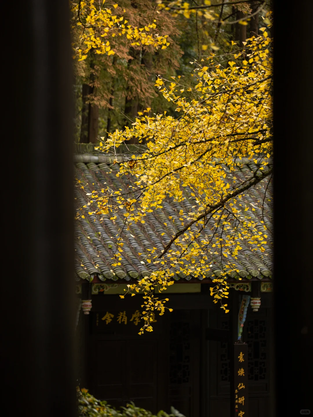 11.11实拍！灵岩寺的银杏浓度已100%！！