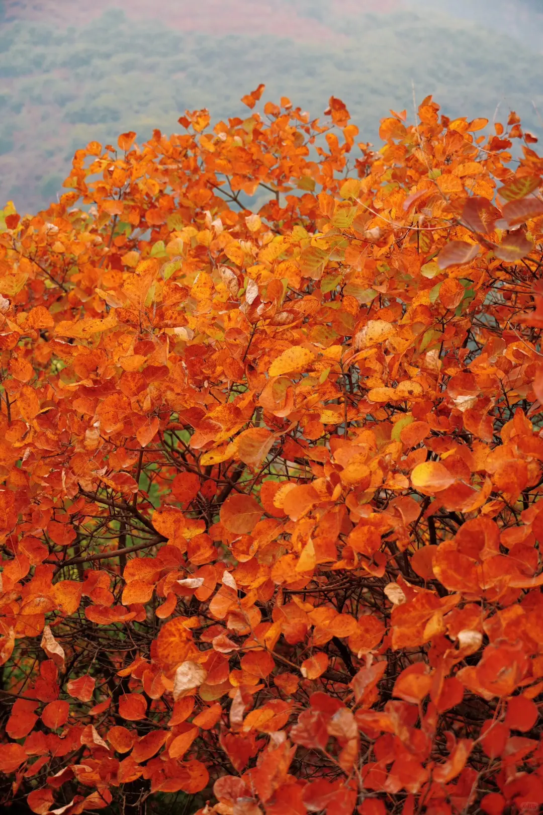 🍁许昌大鸿寨红叶暴击!这秋景美到失语!