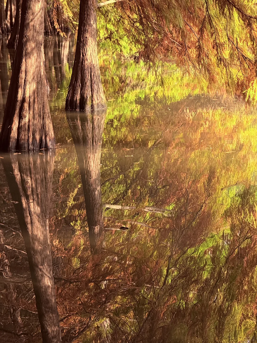 迷失在南京盛大的秋天里