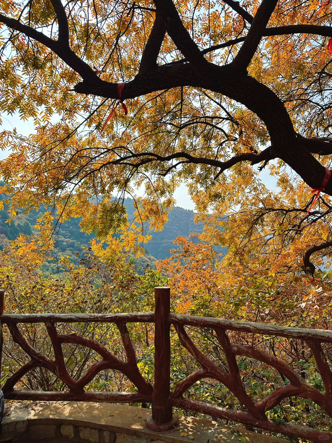 10.27实况！！石门坊红叶浓度已达99.999%