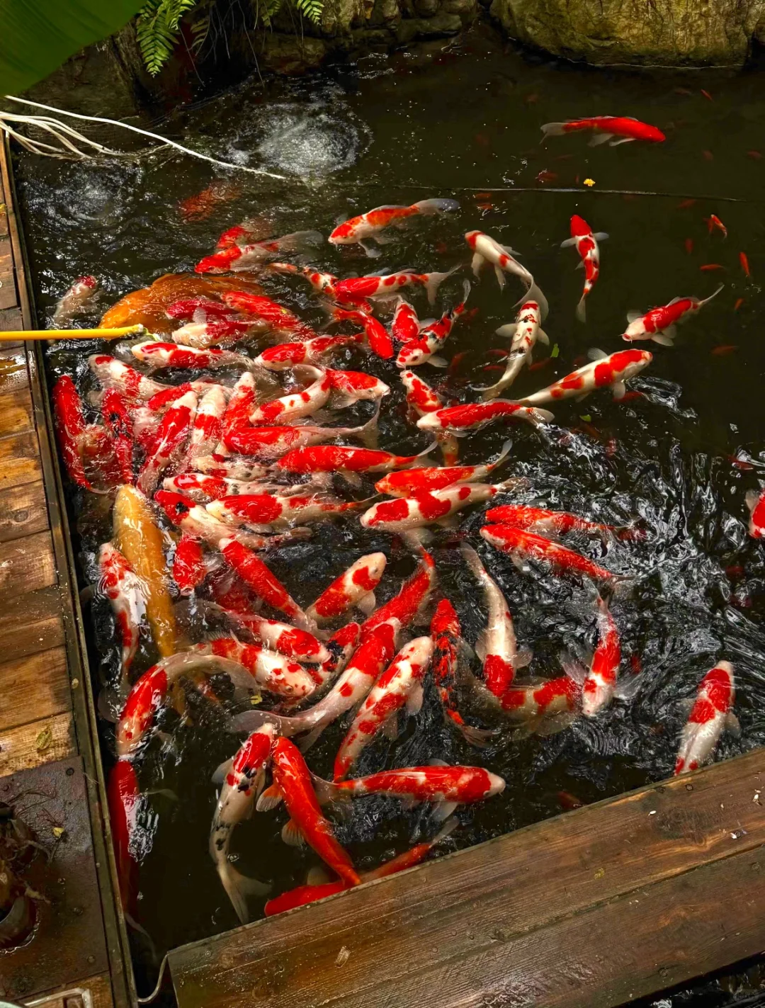 淄博 | 山东“小婺源”的秋天🍂🍁