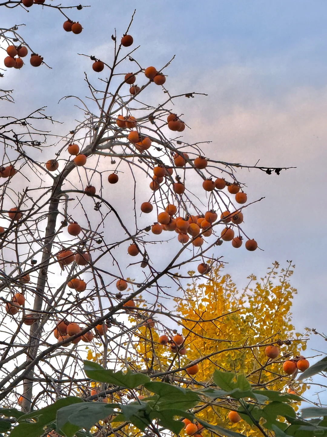 邹城｜秋日🍂小城香气