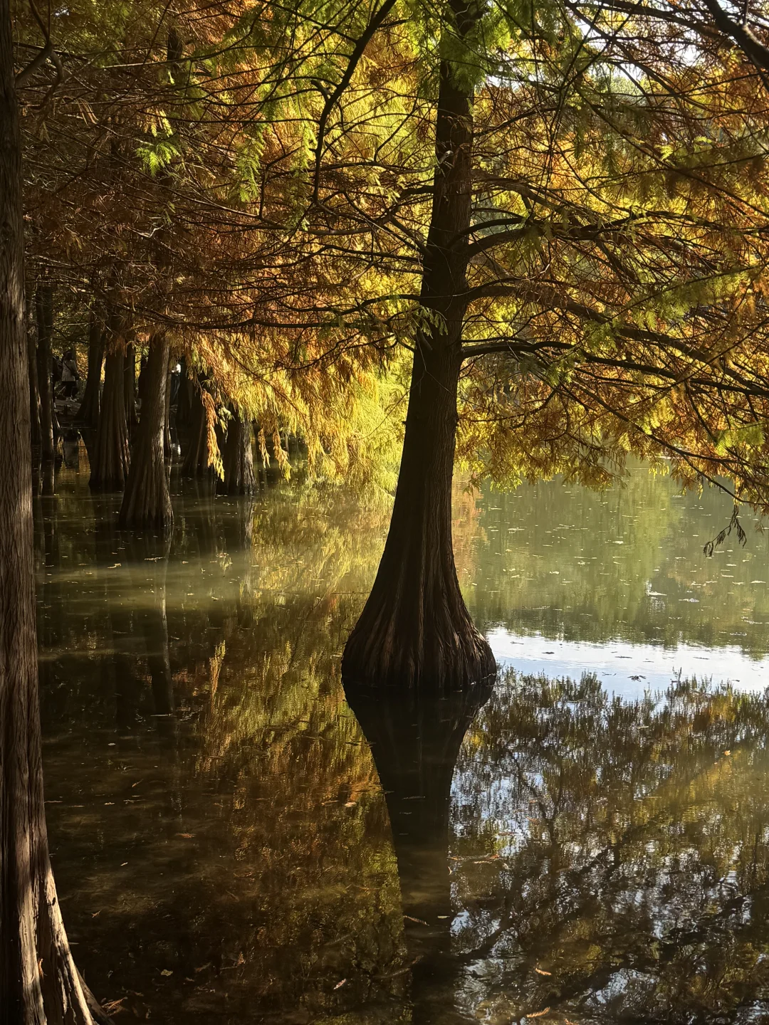 误入了落羽杉森林