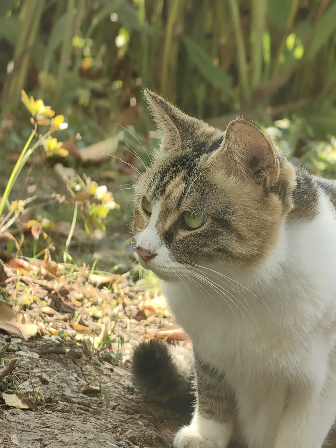 11/13，莫愁湖，乌桕实拍，还有天鹅和猫