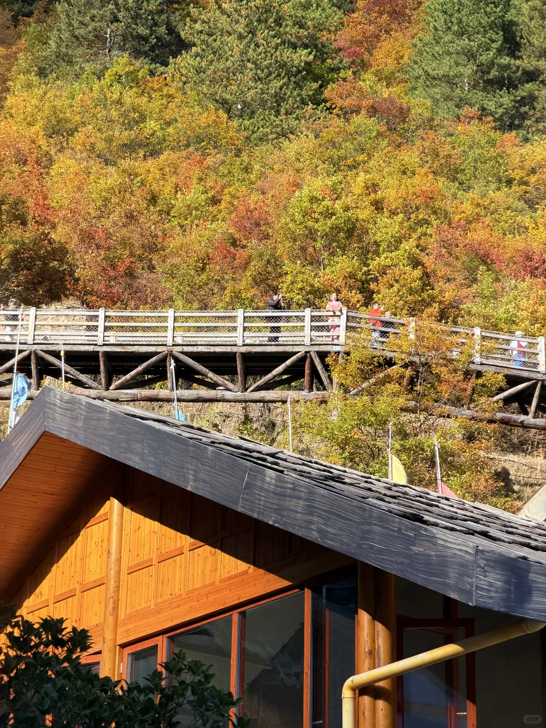 2025九寨沟，彩林最后的盛宴，明年再见👋🏻