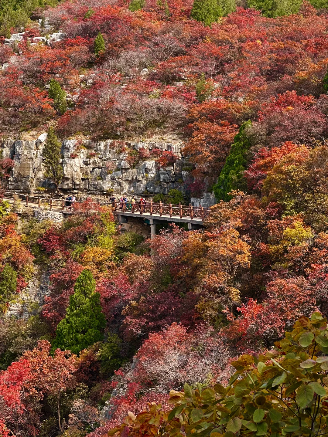 10.27实况！！石门坊红叶浓度已达99.999%
