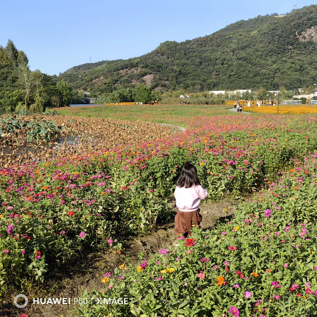 #湖南退休人深度玩杭州#撞进湘湖秋色里