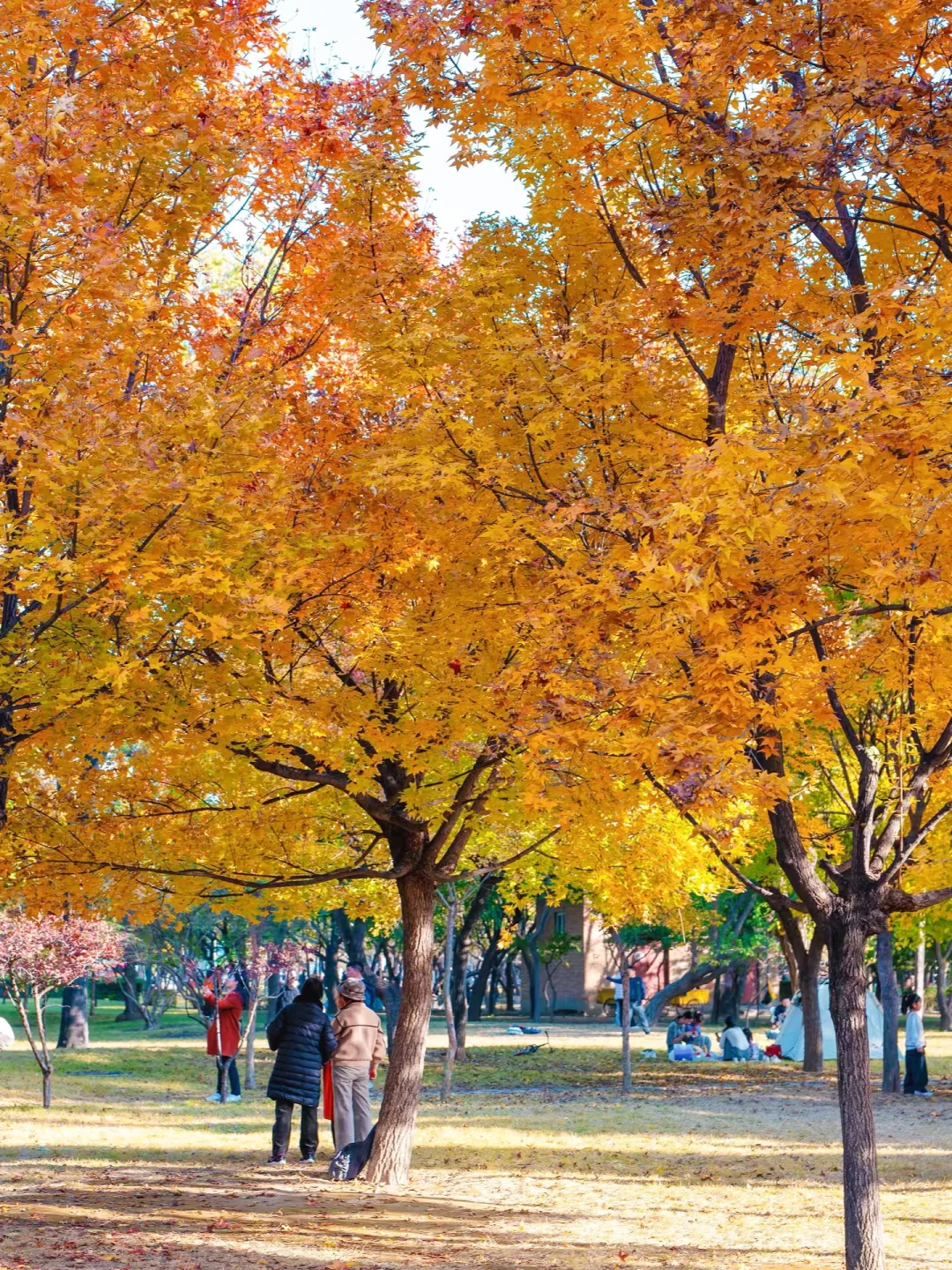 保定赏秋地图｜5个绝美打卡地