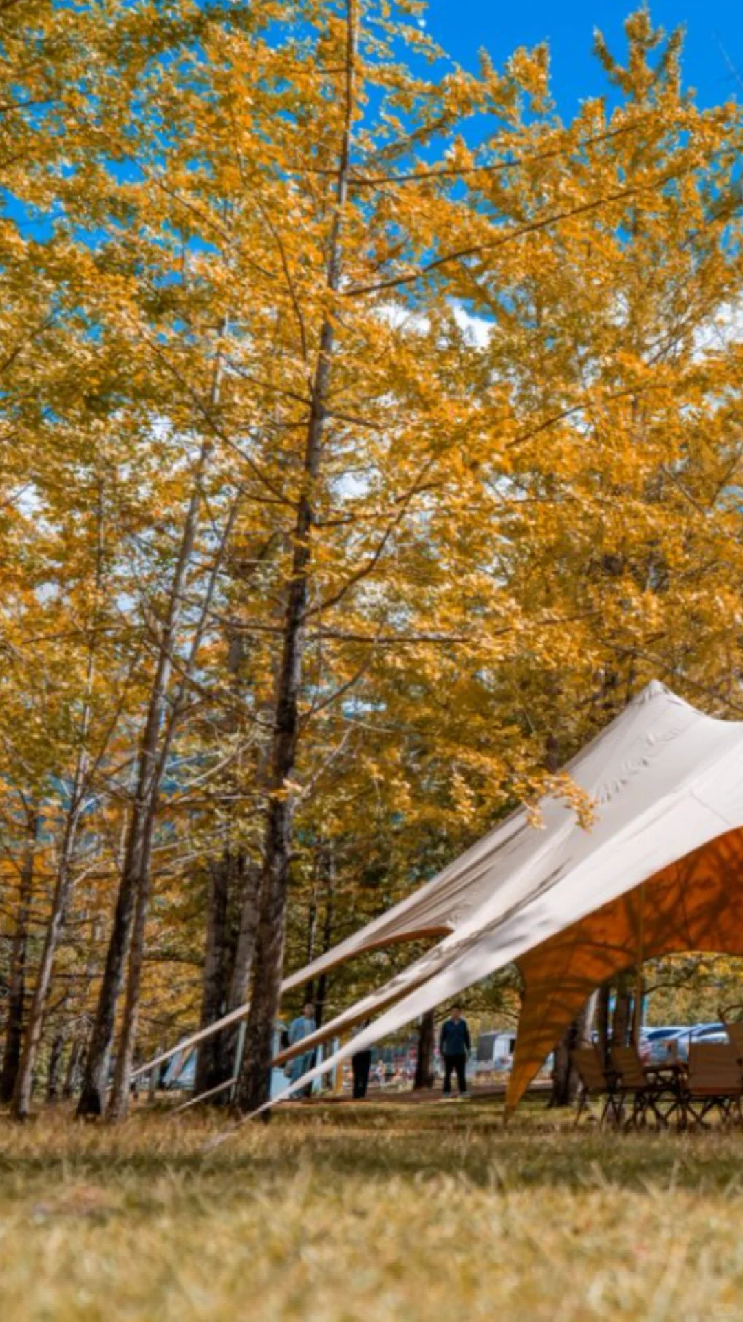 腾冲银杏季封神｜三善带你躺玩金秋童话镇✨