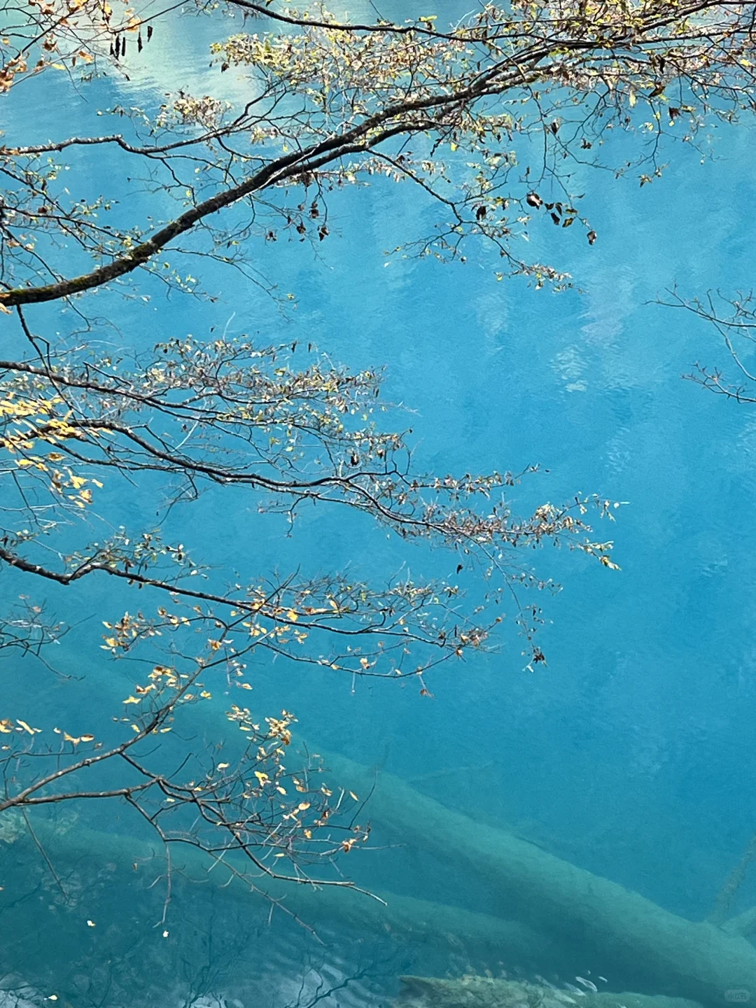 11.4九寨沟很美 但此生不会再去第二次🍂