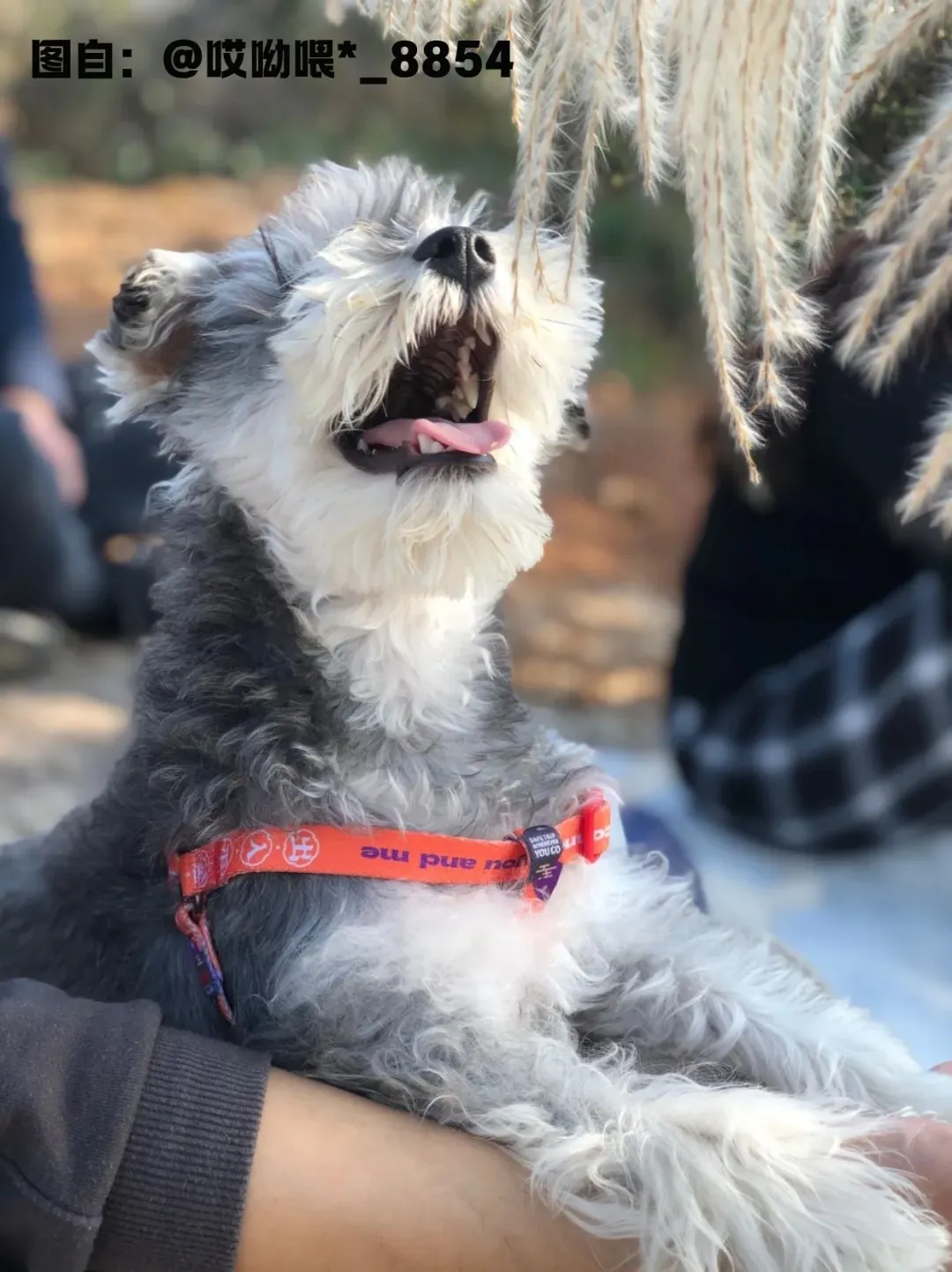 苏州宠物友好景区合集!11月带毛孩子去玩