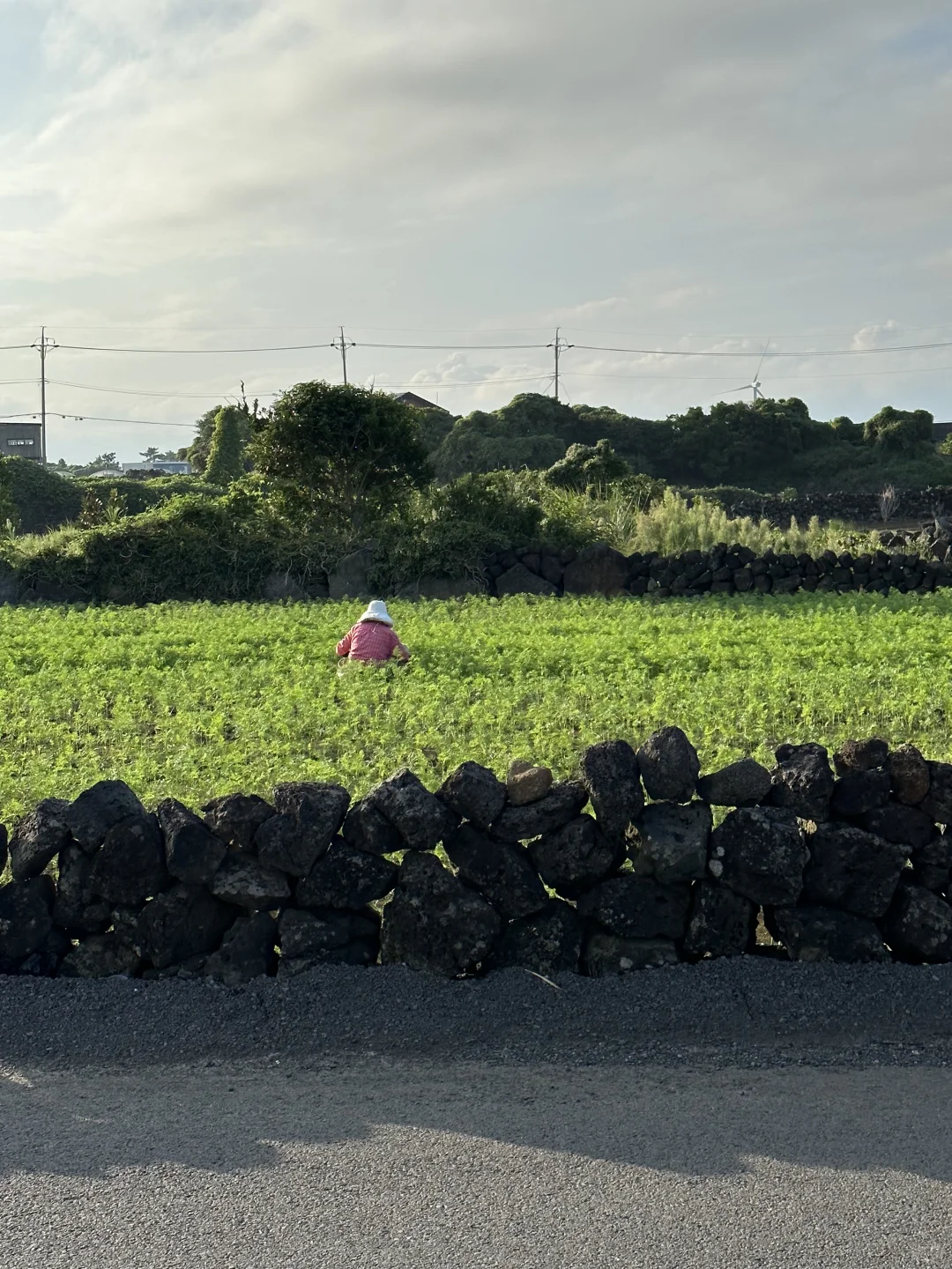 来济州岛，拍到了人生18张图🌅🌅🌅……