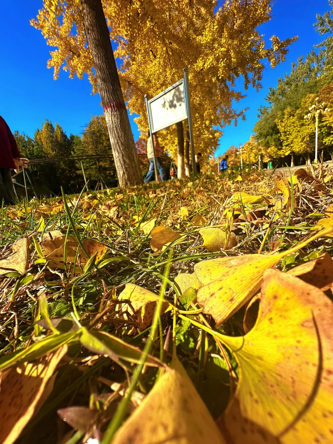 保定赏秋地图｜5个绝美打卡地