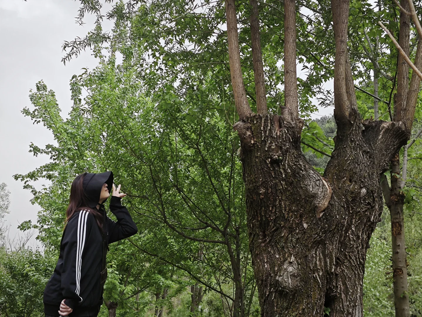 🌼石家庄漫山花溪谷 | 🌟🌟