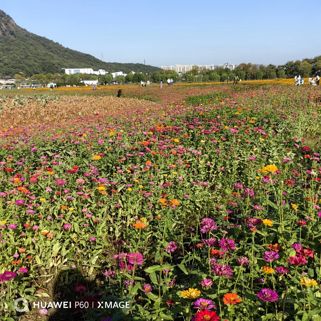 #湖南退休人深度玩杭州#撞进湘湖秋色里