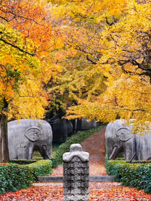 原地封神！婺源秋日双绝，晒秋叠红叶美到词穷