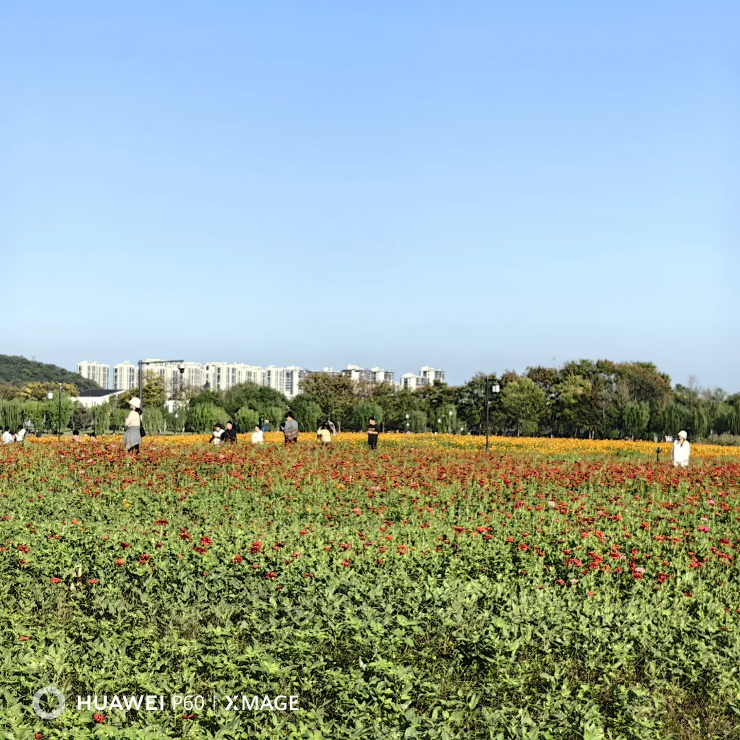 #湖南退休人深度玩杭州#撞进湘湖秋色里