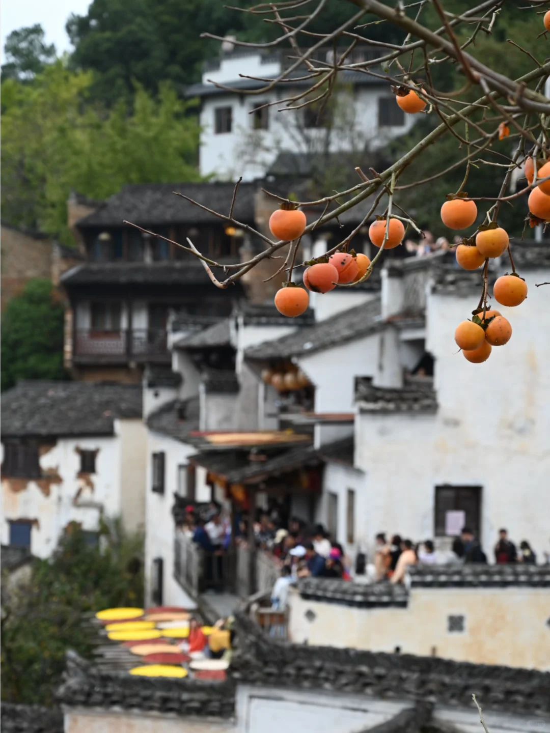 原地封神！婺源秋日双绝，晒秋叠红叶美到词穷