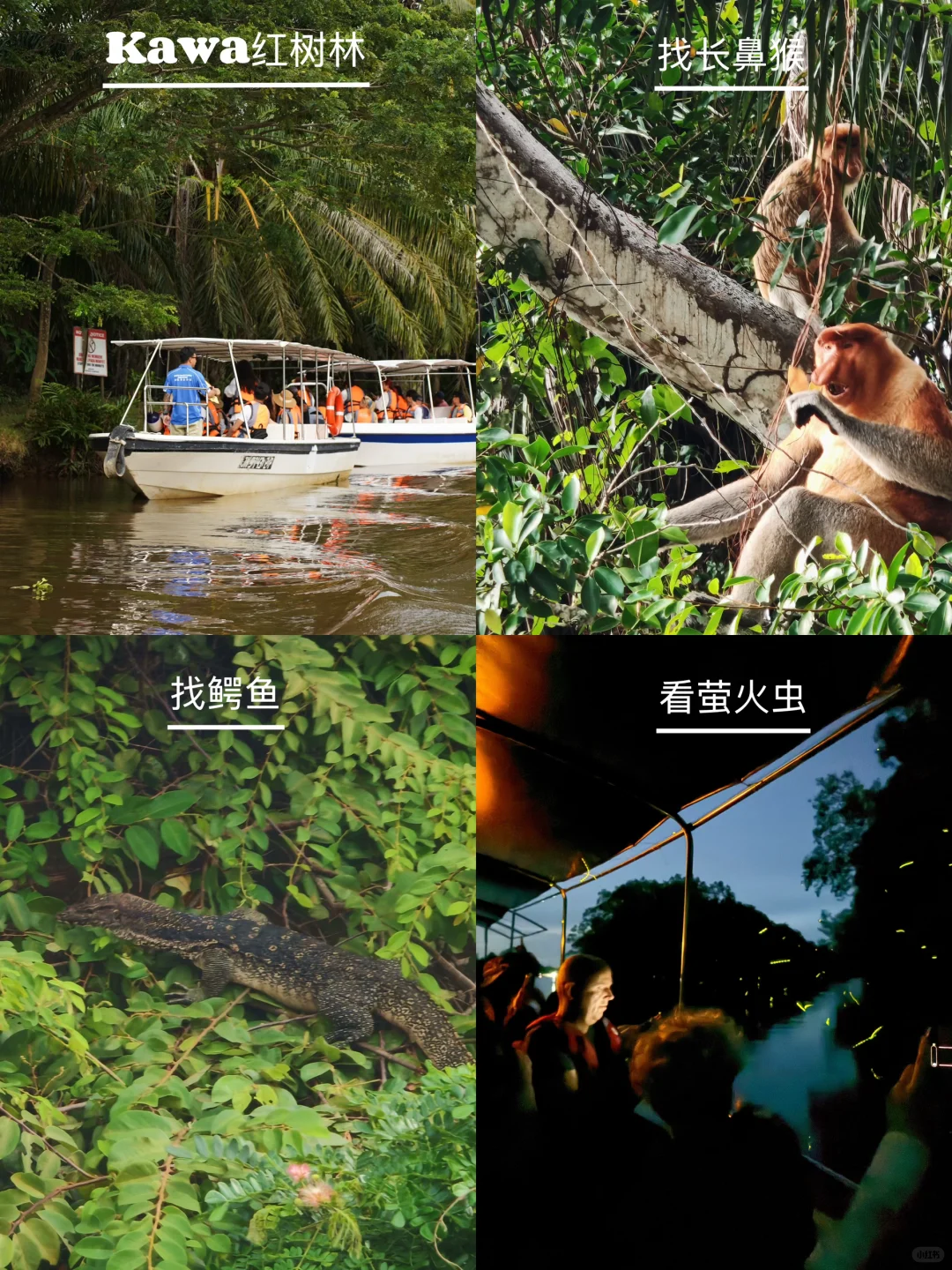 刚从亚庇、仙本那回来，真的劝退不了一点