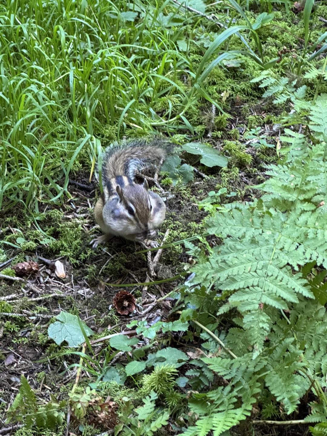 长白山北景区路线图（超详细攻略+介绍）