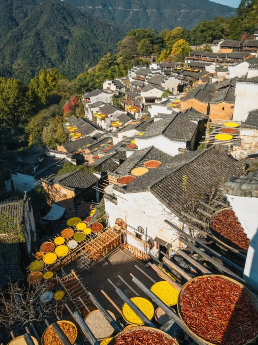 原地封神！婺源秋日双绝，晒秋叠红叶美到词穷