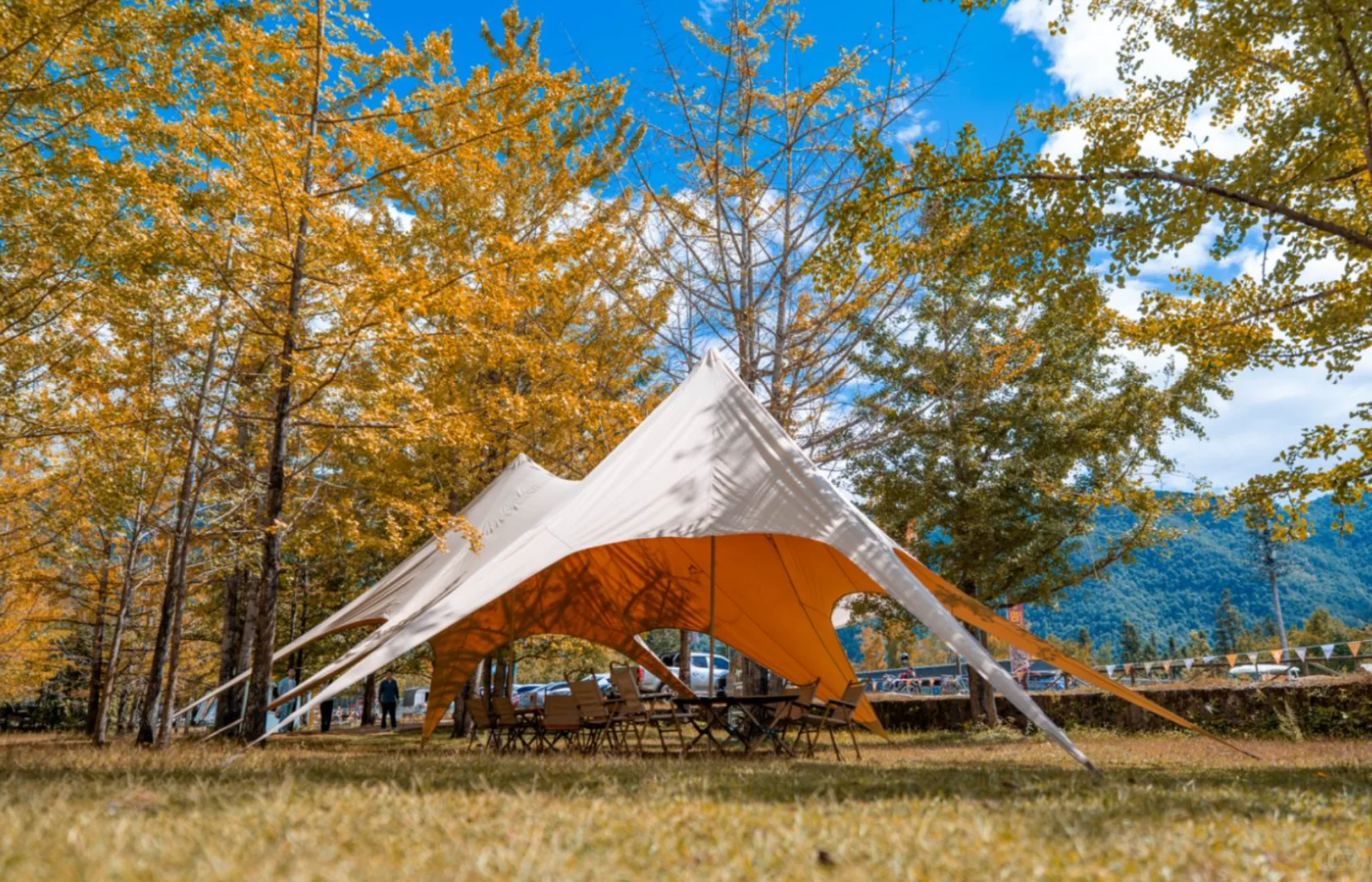 腾冲银杏季封神｜三善带你躺玩金秋童话镇✨