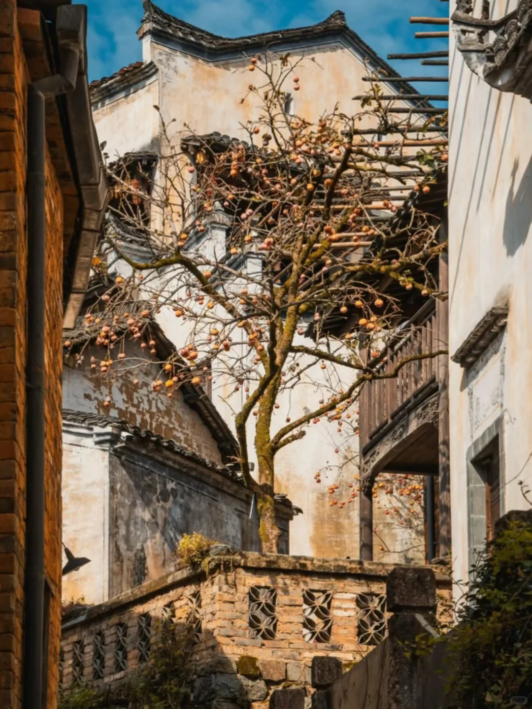 原地封神！婺源秋日双绝，晒秋叠红叶美到词穷