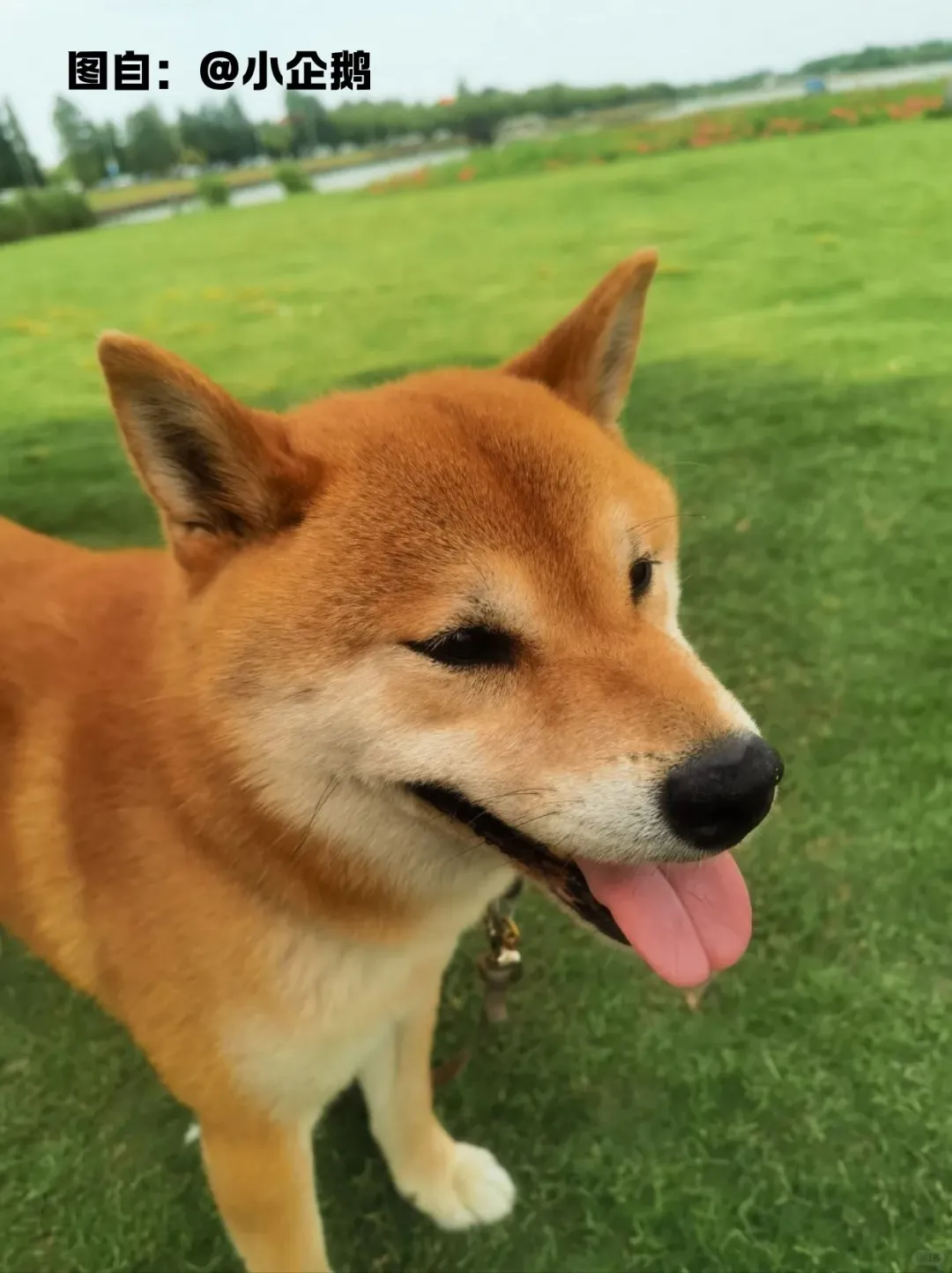 苏州宠物友好景区合集!11月带毛孩子去玩