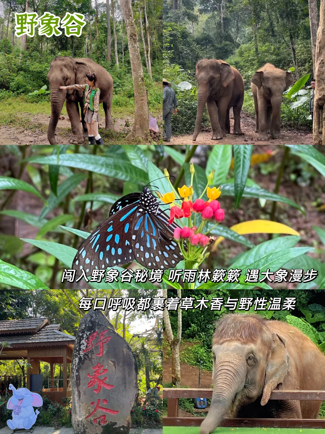 西双版纳景点!纯玩小团人均900+嗨玩5天✨