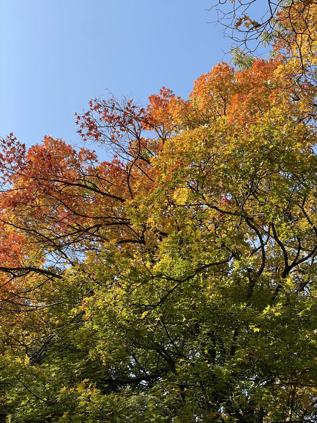 秋天的青岛 你简直美到犯规 带娃必冲