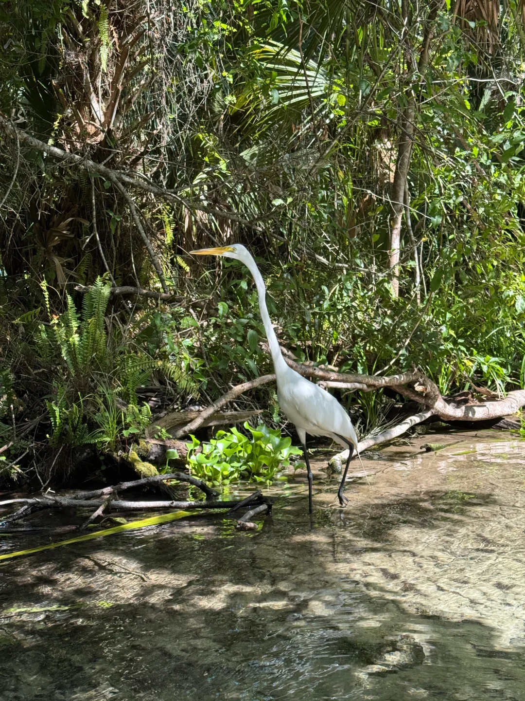 奥兰多千万别只去迪士尼环球！一定留时间给