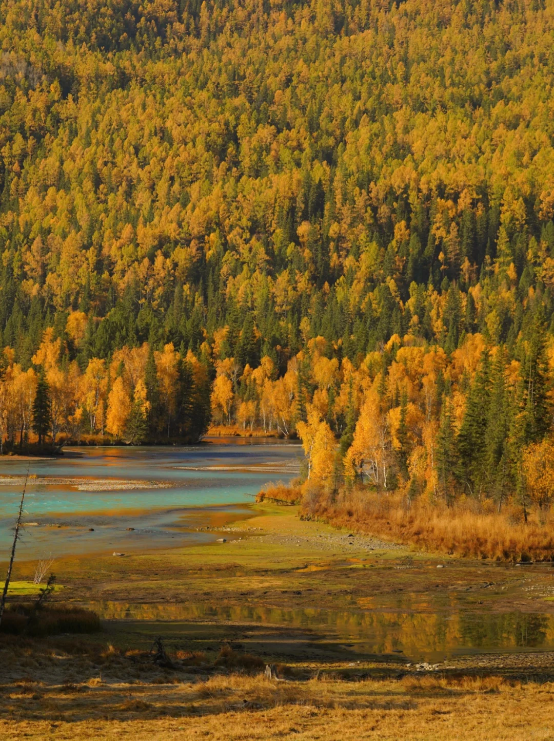 10-12月来喀纳斯的姐妹，本地人教你怎么玩