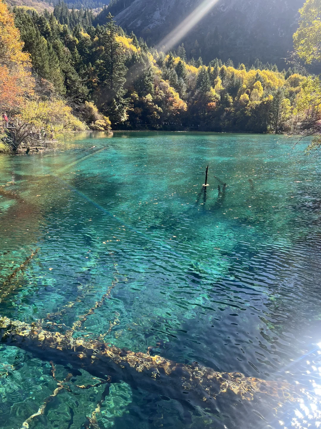11.4九寨沟很美 但此生不会再去第二次🍂