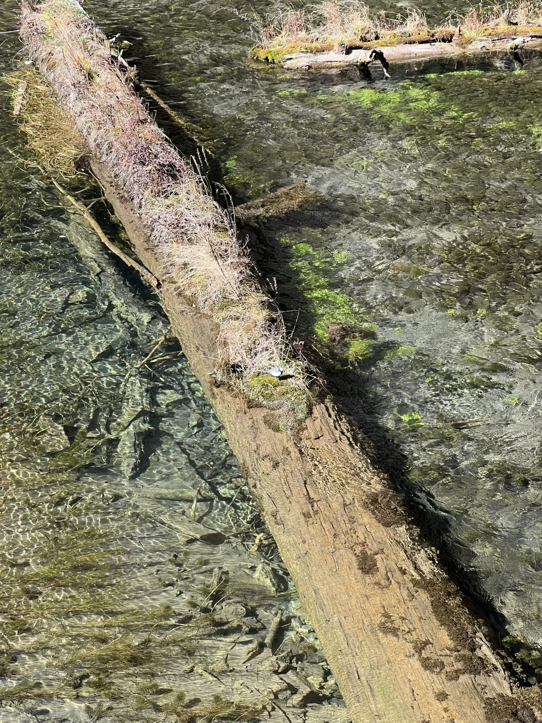 11.4九寨沟很美 但此生不会再去第二次🍂