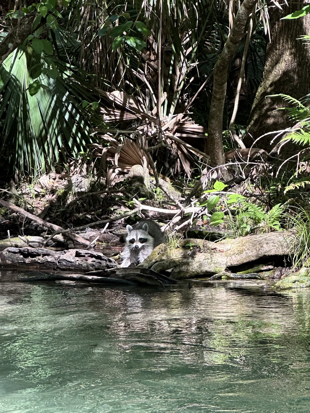 奥兰多千万别只去迪士尼环球！一定留时间给