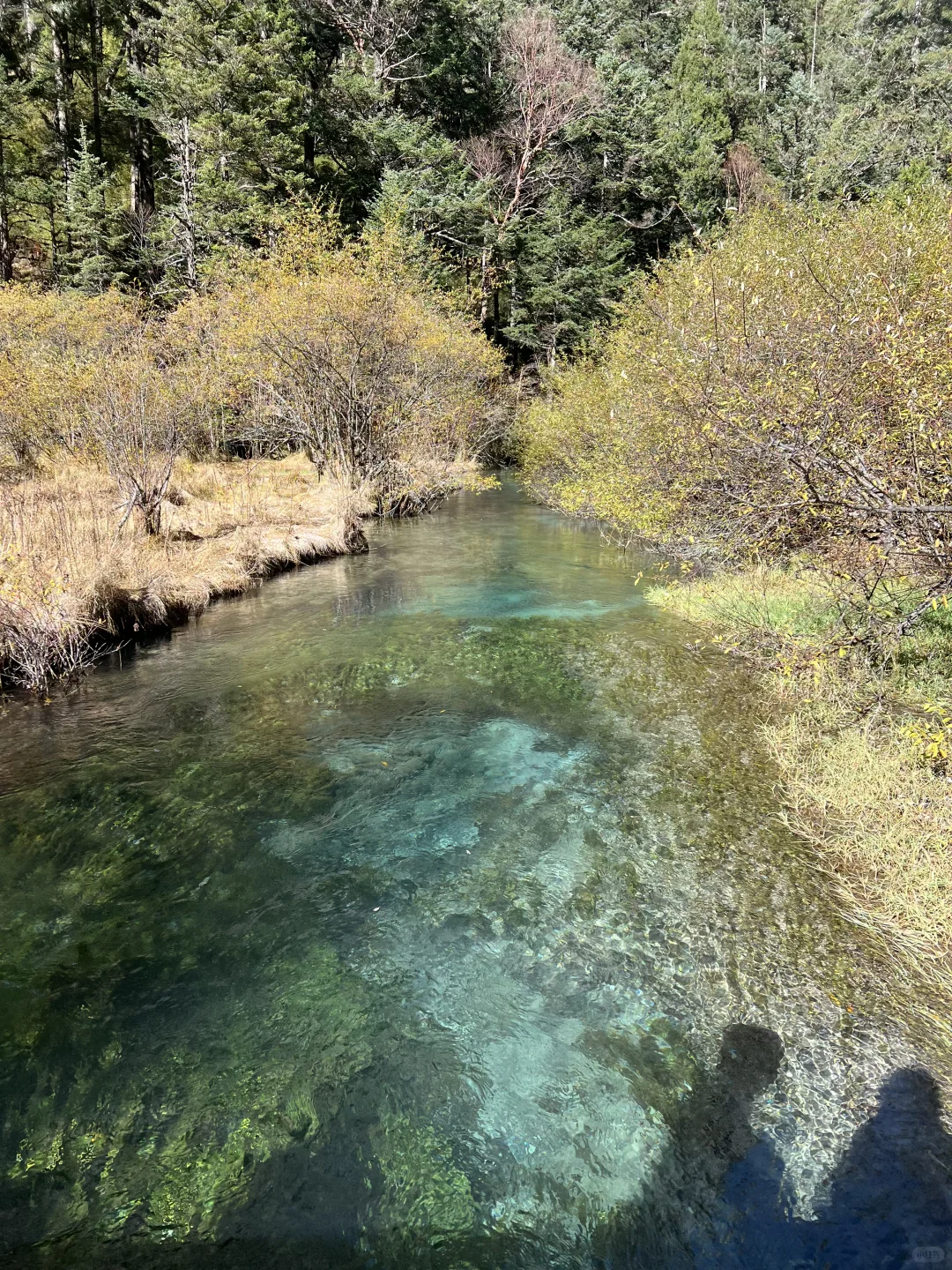 11.4九寨沟很美 但此生不会再去第二次🍂