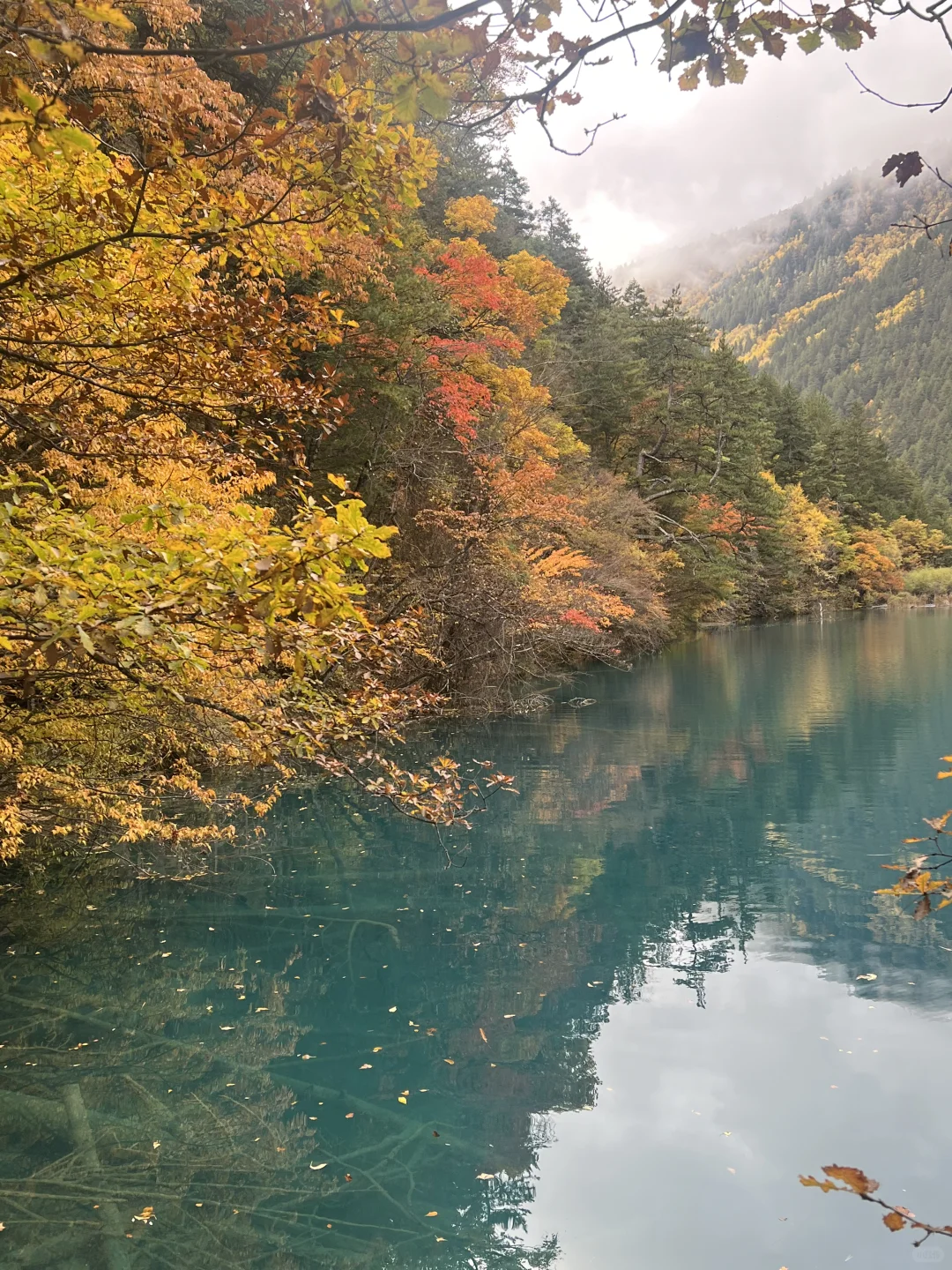 11.4九寨沟很美 但此生不会再去第二次🍂
