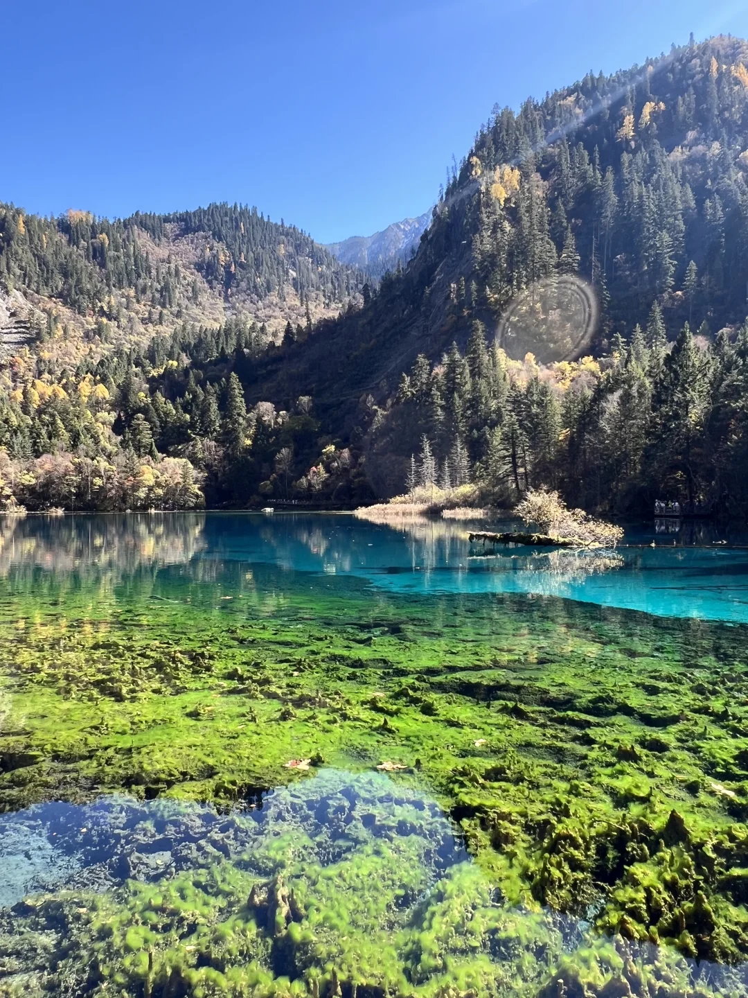 11.4九寨沟很美 但此生不会再去第二次🍂